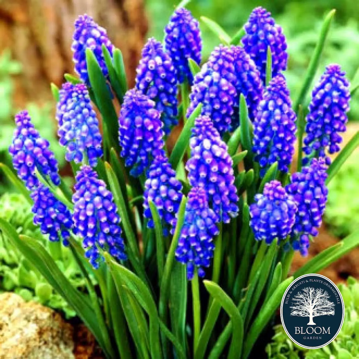 その他 Musucari Bulbi de Muscari, Flori Premium, Primavara, Toamna, Soiuri Diverse