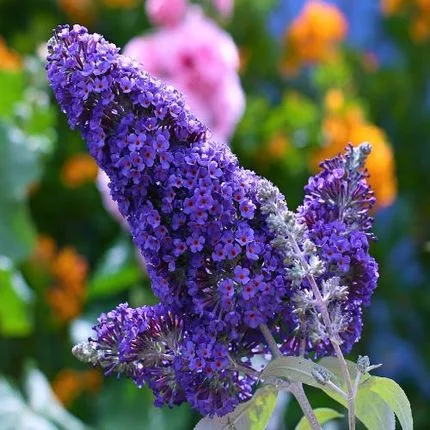 Liliac de Vara Parfumat (Buddleja)