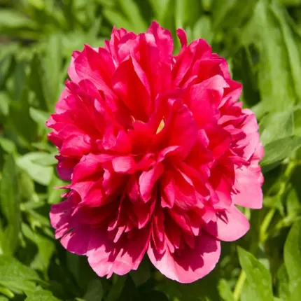 Bujori