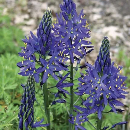 Camassia