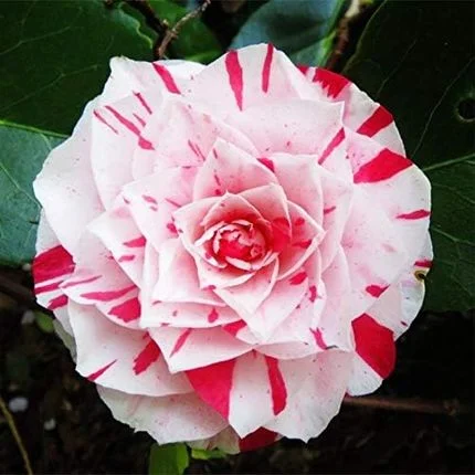 Camelia Japonica