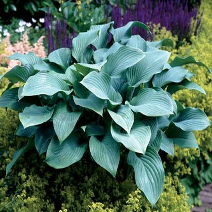 Crin de Toamna (Hosta)