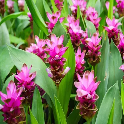 Curcuma Orhideea