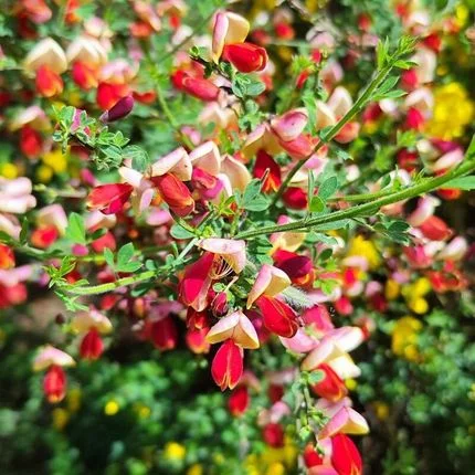 Cytisus