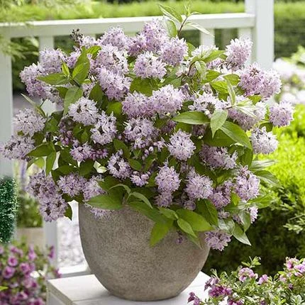 Deutzia