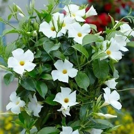 Dipladenia