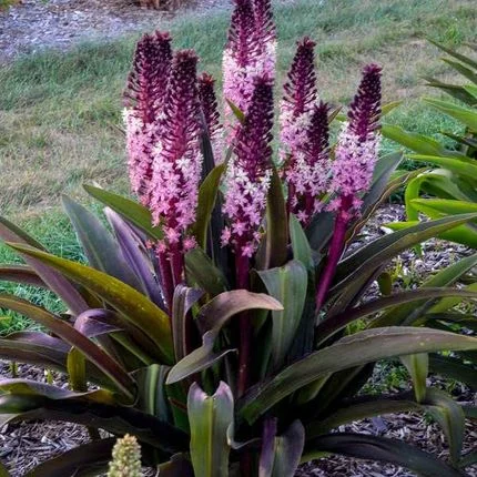 Eucomis