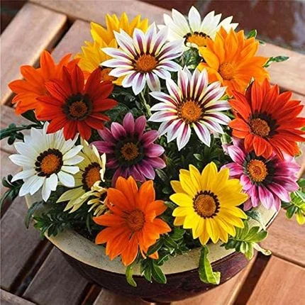Gazania