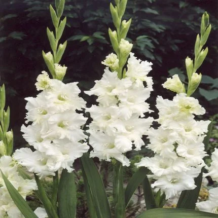 Gladiole Gigant