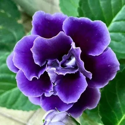 Gloxinia
