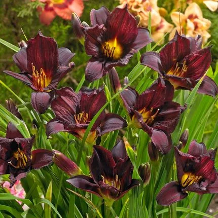 Hemerocallis