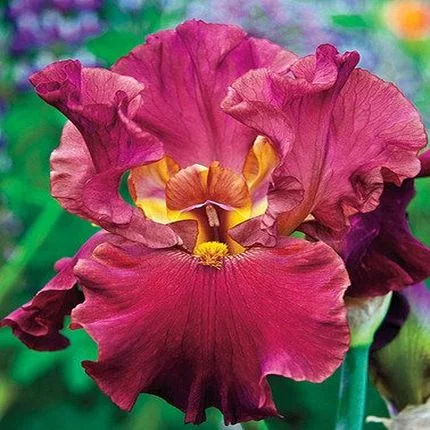 Iris Germanica