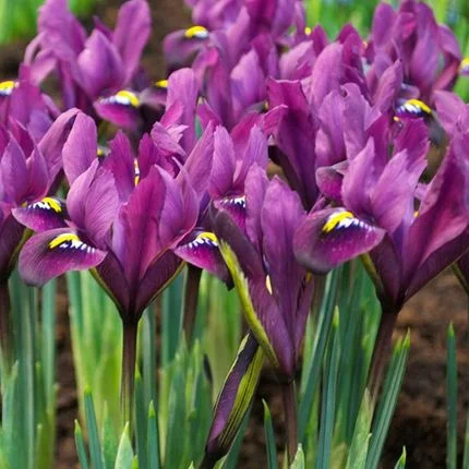 Iris Reticulata