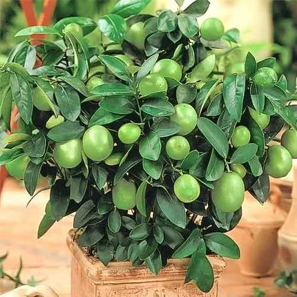 Lamai Verde