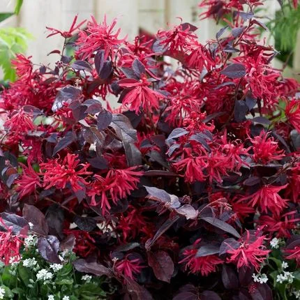 Loropetalum