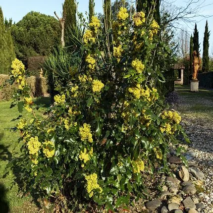 Mahonia