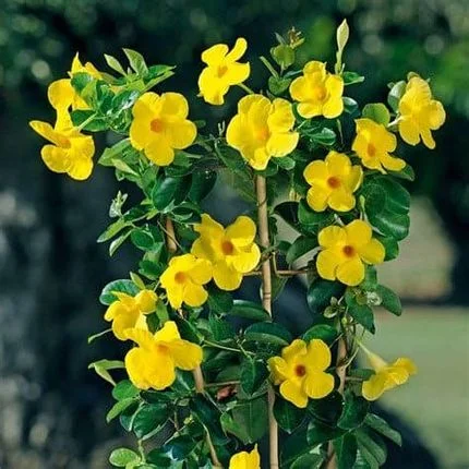 Mandevilla