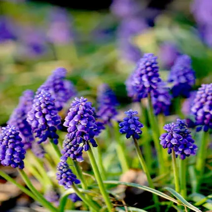 Muscari