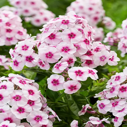 Phlox