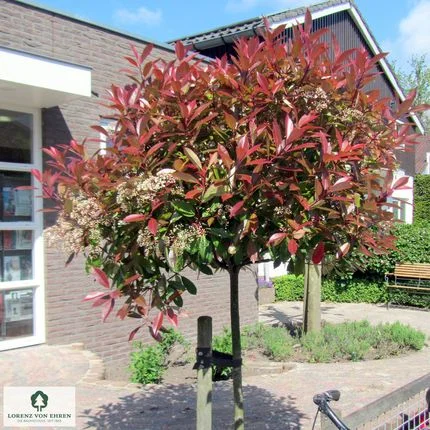 Photinia