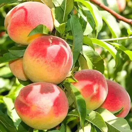 Piersici