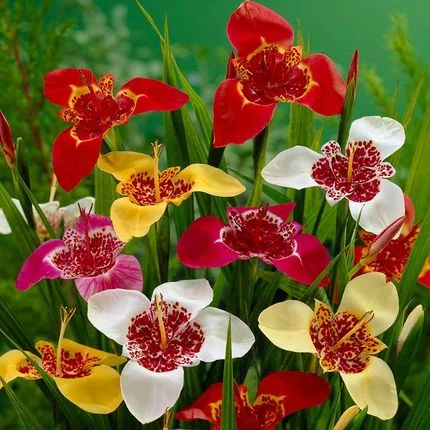 Tigridia