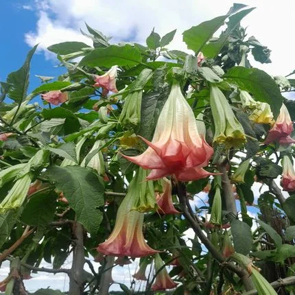 Trompeta Ingerilor