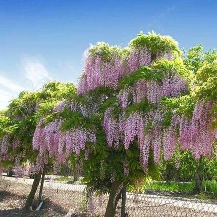 Wisteria