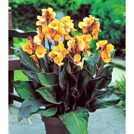 Canna Indica