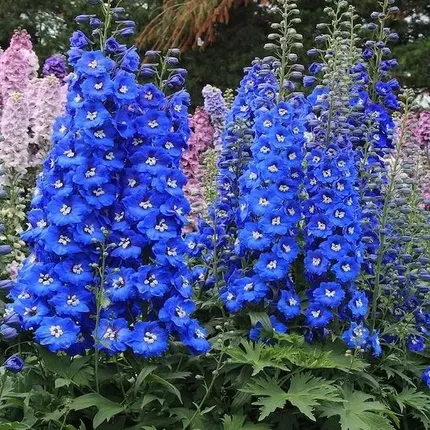 Delphinium