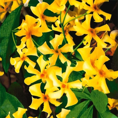 Dipladenia