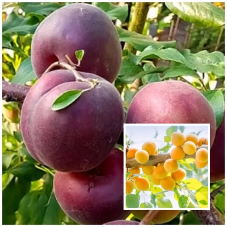 Pomi Fructiferi Duo Roditori