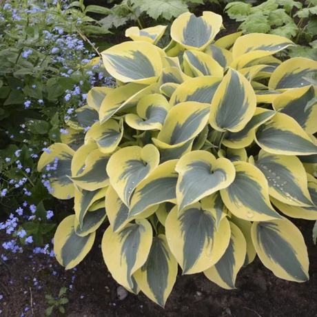 Crin de Toamna (Hosta)