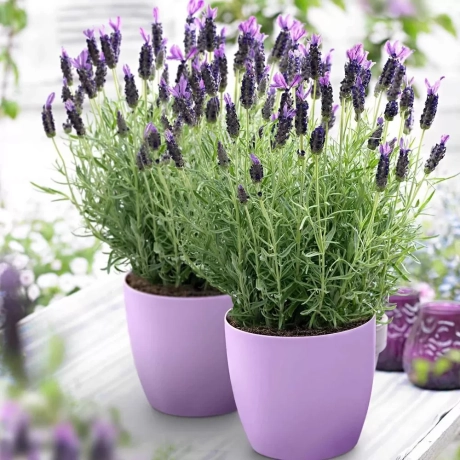Lavanda