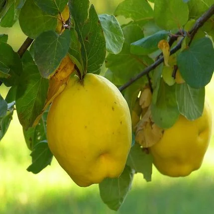 Gutui