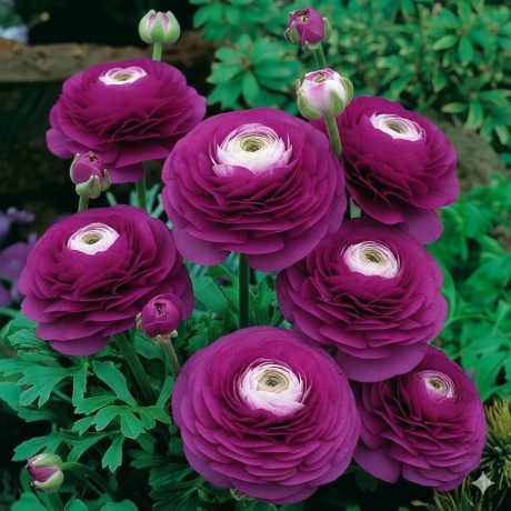 Ranunculus