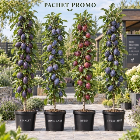 Pachet Promo - 4 Pruni Columnari Premium
