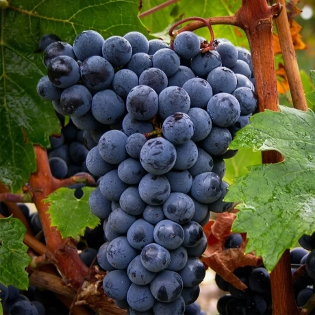 Vita de vie Pinot Noir la Ghiveci