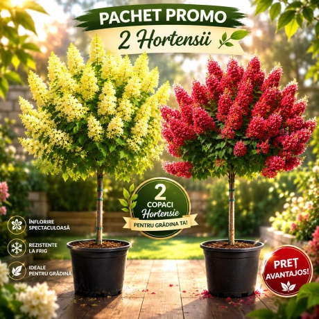 Pachet Promo Hortensia Copacel - 2 Bucati