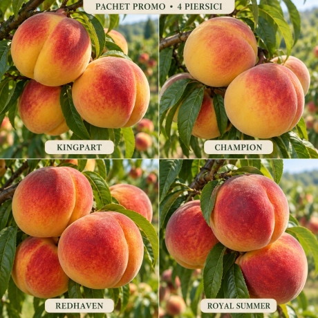Pachet Promo - 4 Piersici Premium