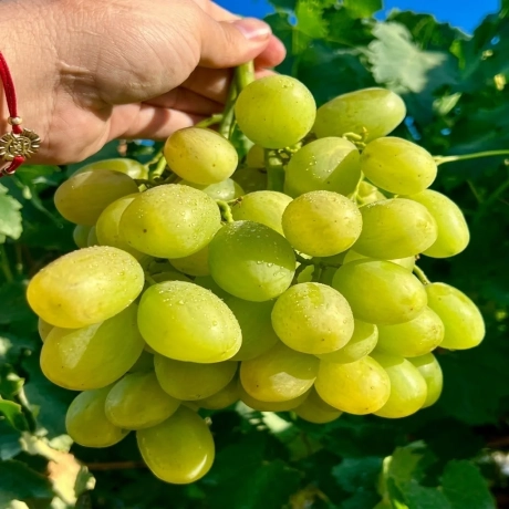 Vita de vie Maxi White la Ghiveci