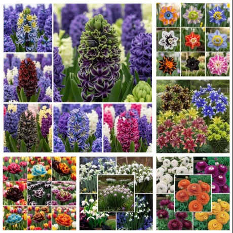 Pachet Promo Mix Bulbi de flori - Simfonia de Primăvară