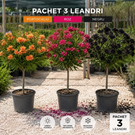 Pachet PROMO Leandru Pomisor