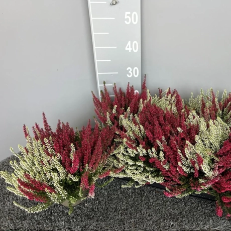 Calluna - Vulgaris 2 Nuante - Mix 6
