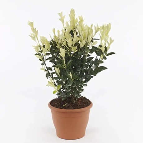 Euonymus - Japonicus - Ghiveci