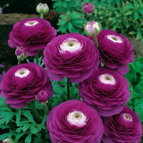 Ranunculus Viola Bicolor