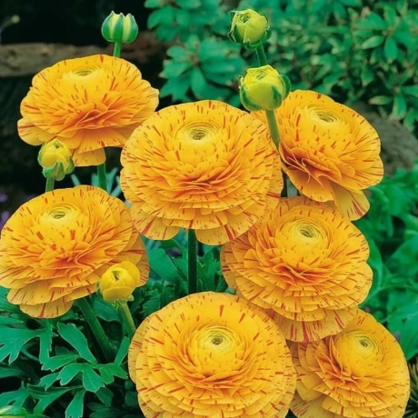Ranunculus Striato Giallo