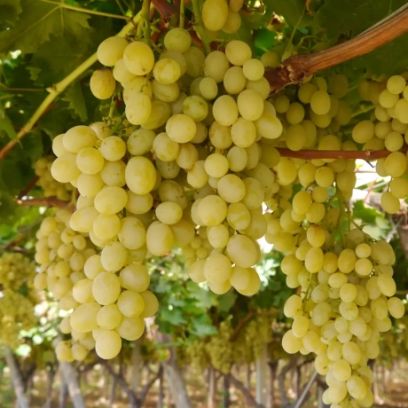 Vita de vie Italia - Radacina Impachetata