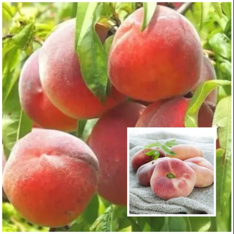 Piersic Duo Roditor - Royal Summer Cocere Timpurie cu Piersic Plat Saturn Coacere Tarzie