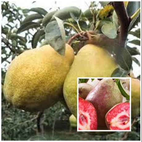 Par Duo Roditor - Novembra Coacere Tarzie cu Busuioace Coacere Timpurie